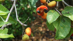 Sterculia ceramica