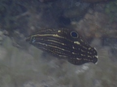 Halichoeres marginatus