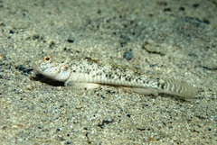Favonigobius lateralis