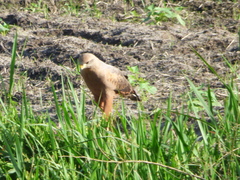 Buteogallus meridionalis