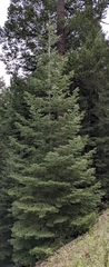 Abies concolor