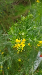 Genista linifolia