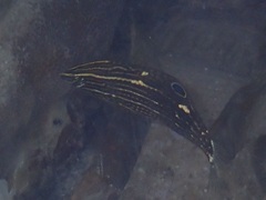Halichoeres marginatus