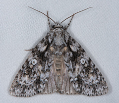 Acronicta marmorata