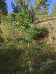 Gleditsia triacanthos