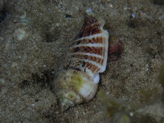Gibberulus gibberulus