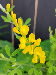 Genista stenopetala