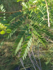 Gleditsia triacanthos