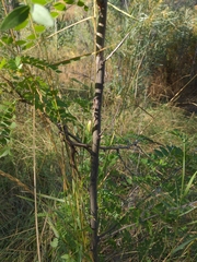 Gleditsia triacanthos