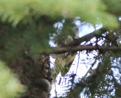 Poecile atricapillus