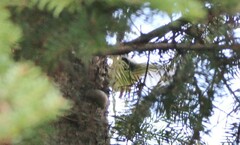 Poecile atricapillus