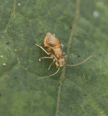Psocidae