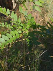 Gleditsia triacanthos
