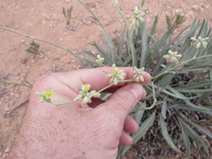 Eriogonum alatum
