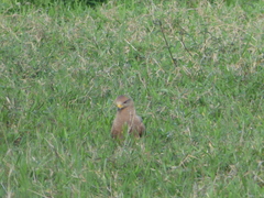 Buteogallus meridionalis