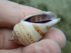 Gibberulus gibberulus