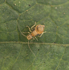 Psocidae