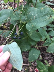 Smilax lasioneura