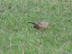 Buteogallus meridionalis