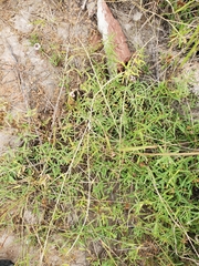 Phyla cuneifolia