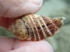 Gibberulus gibberulus