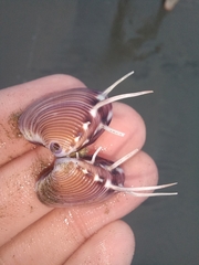 Hysteroconcha lupanaria