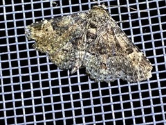 Metalectra quadrisignata