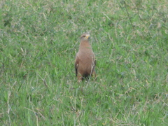 Buteogallus meridionalis