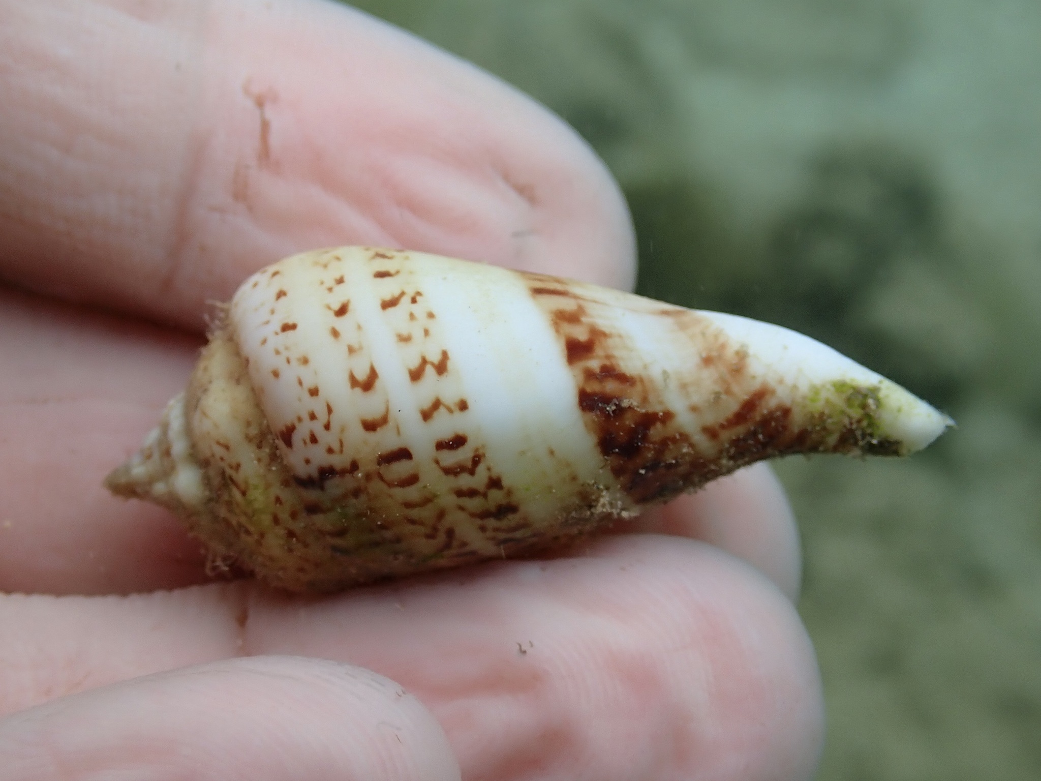 Gibberulus gibberulus (Linnaeus, 1758)