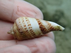 Gibberulus gibberulus