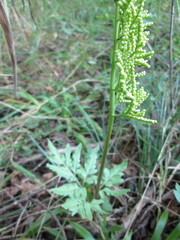 Sceptridium dissectum