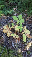 Aesculus hippocastanum