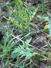 Sceptridium dissectum