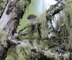 Poecile hudsonicus