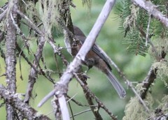 Poecile hudsonicus