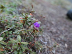Rhododendron lapponicum