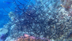 Macrorhynchia clarkei