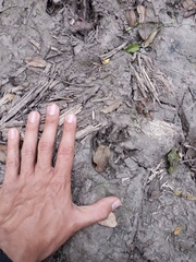 Procyon cancrivorus