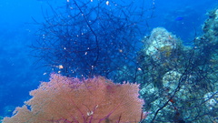 Macrorhynchia clarkei