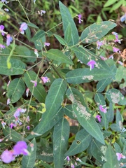 Desmodium paniculatum