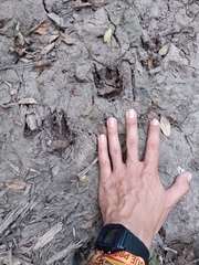 Procyon cancrivorus