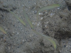 Ptereleotris monoptera