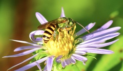 Agapostemon sericeus