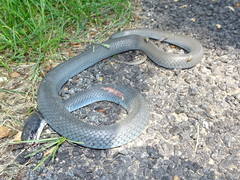 Coluber constrictor foxii