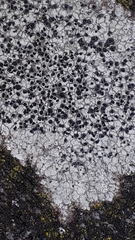 Lecanora hybocarpa