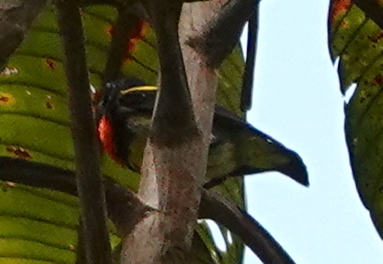 Scarlet-breasted Flowerpecker (Prionochilus thoracicus), photo 2