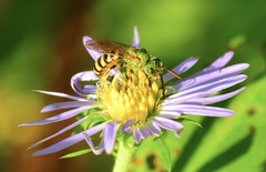 Agapostemon sericeus