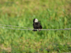 Arundinicola leucocephala