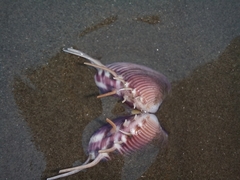 Hysteroconcha lupanaria