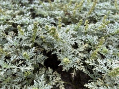 Ambrosia chamissonis